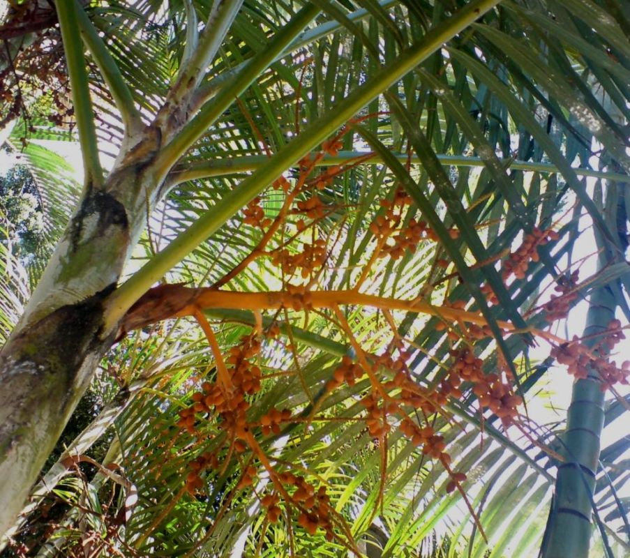 [Foto de planta, jardin, jardineria]