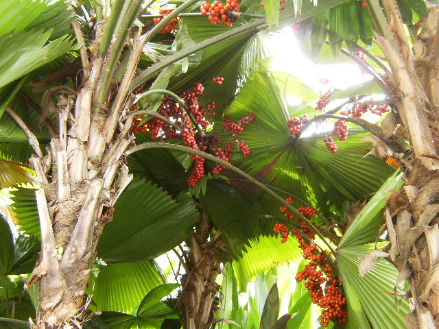 [Foto de planta, jardin, jardineria]