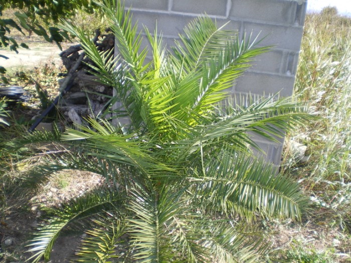 [Foto de planta, jardin, jardineria]