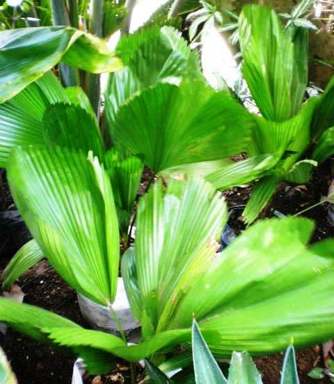 [Foto de planta, jardin, jardineria]