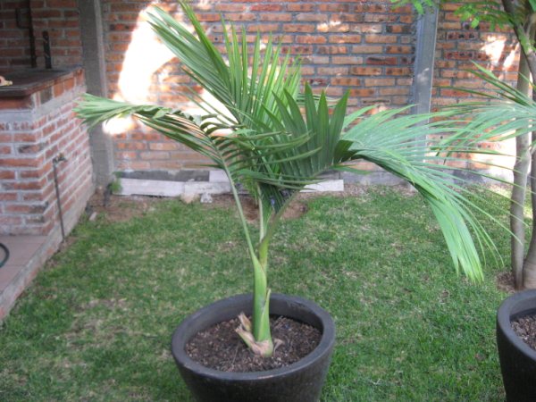 [Foto de planta, jardin, jardineria]