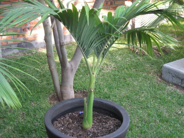 [Foto de planta, jardin, jardineria]