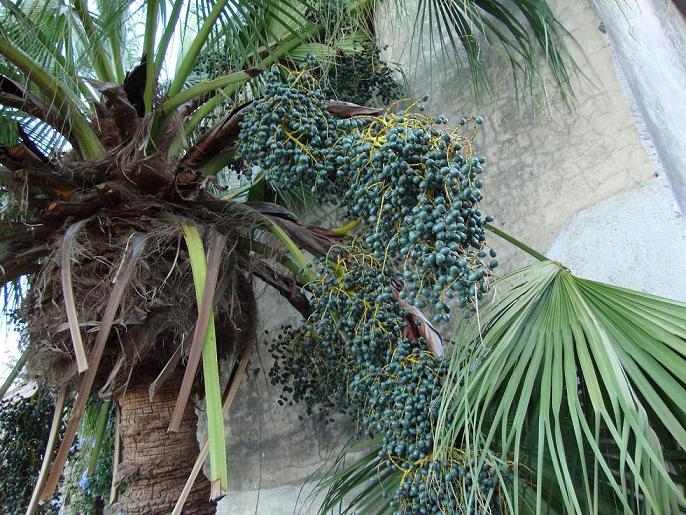 [Foto de planta, jardin, jardineria]