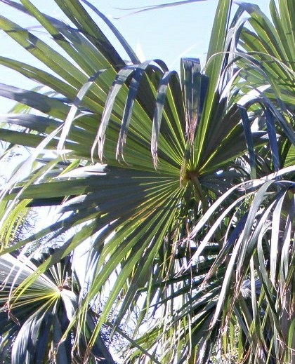 [Foto de planta, jardin, jardineria]