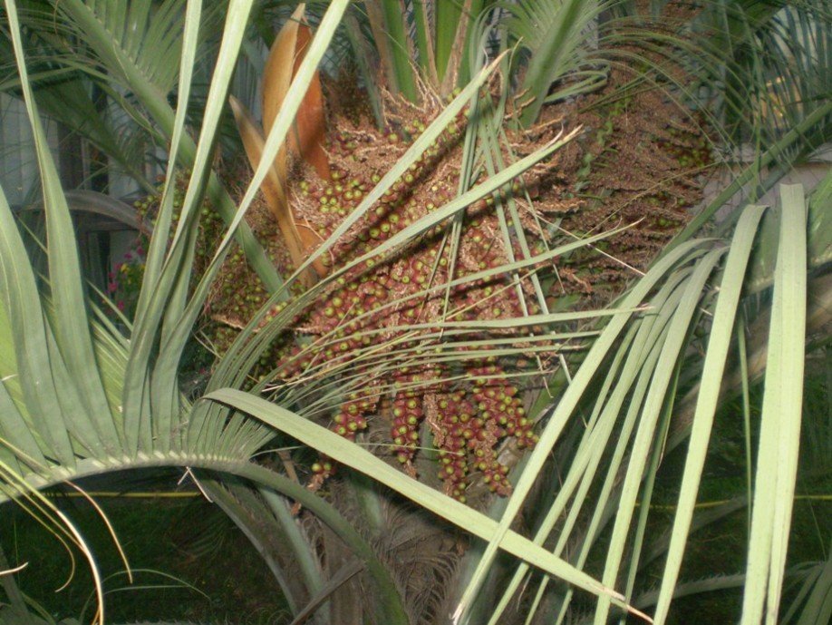 [Foto de planta, jardin, jardineria]