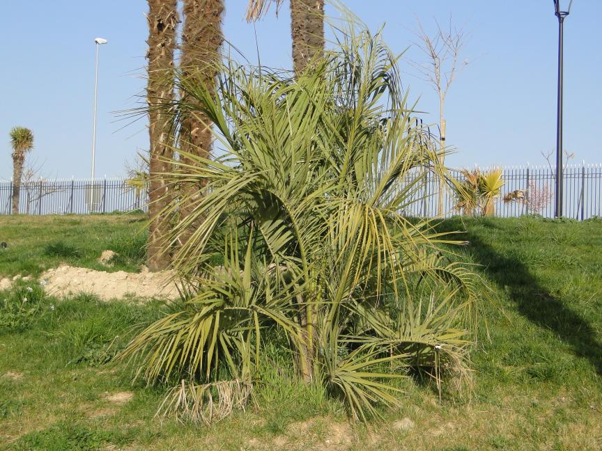 [Foto de planta, jardin, jardineria]