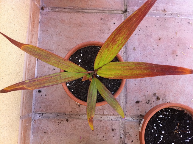 [Foto de planta, jardin, jardineria]