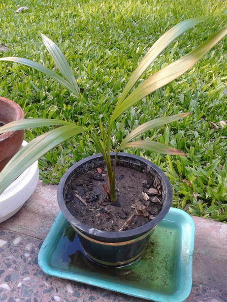 [Foto de planta, jardin, jardineria]