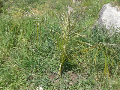 [Foto de planta, jardin, jardineria]