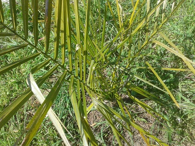 [Foto de planta, jardin, jardineria]