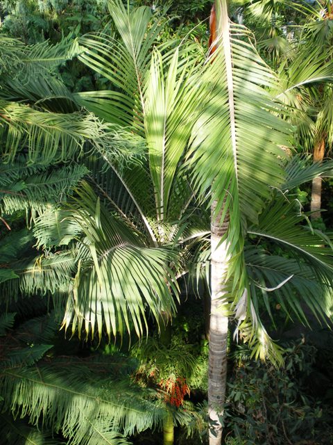 [Foto de planta, jardin, jardineria]