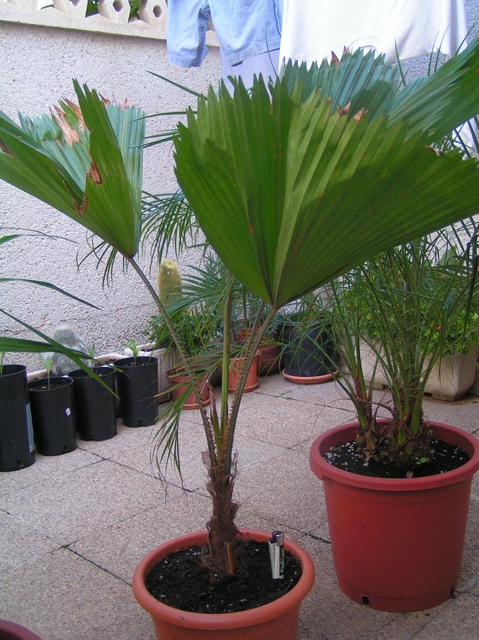 [Foto de planta, jardin, jardineria]