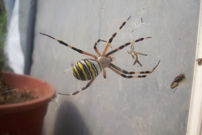 [Foto de planta, jardin, jardineria]