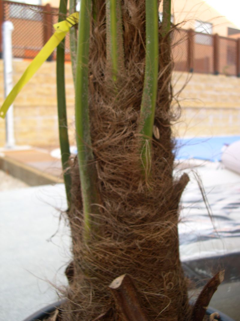 [Foto de planta, jardin, jardineria]