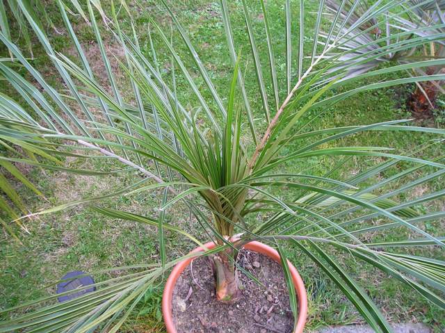 [Foto de planta, jardin, jardineria]