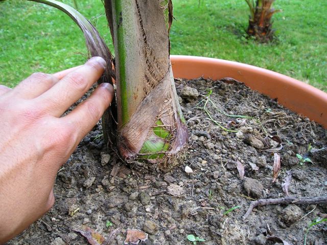 [Foto de planta, jardin, jardineria]