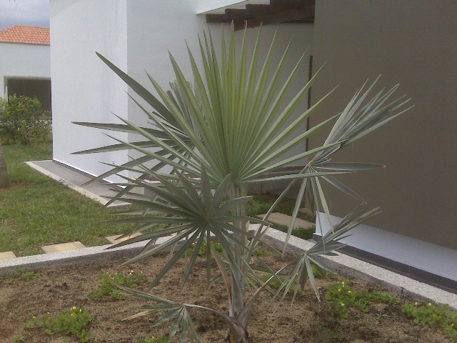 [Foto de planta, jardin, jardineria]