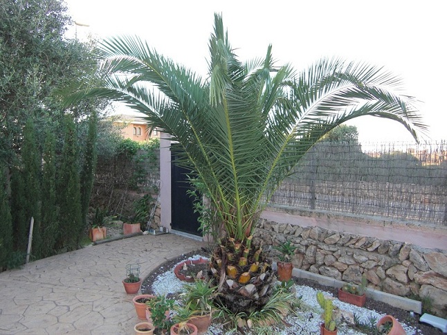 [Foto de planta, jardin, jardineria]