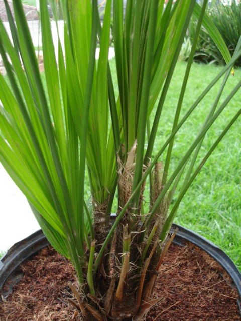 [Foto de planta, jardin, jardineria]