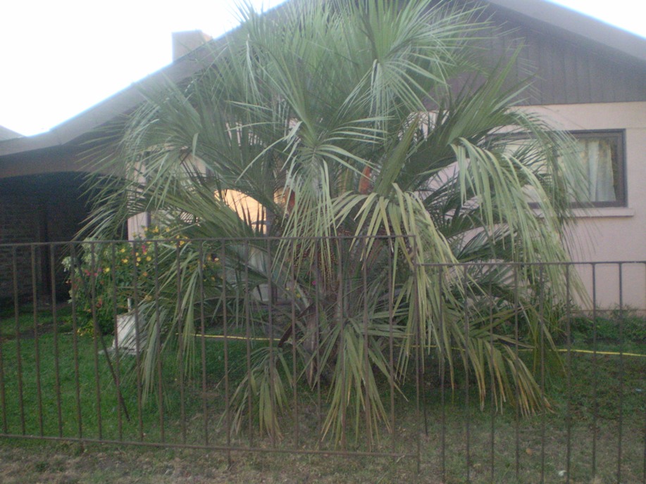 [Foto de planta, jardin, jardineria]