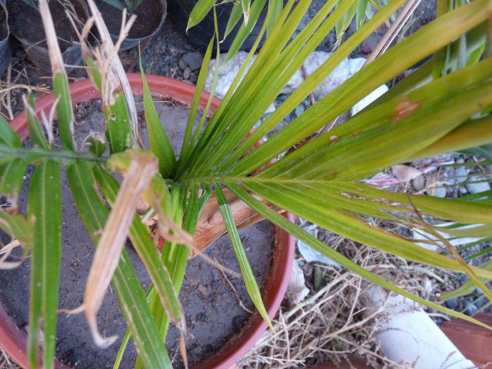 [Foto de planta, jardin, jardineria]