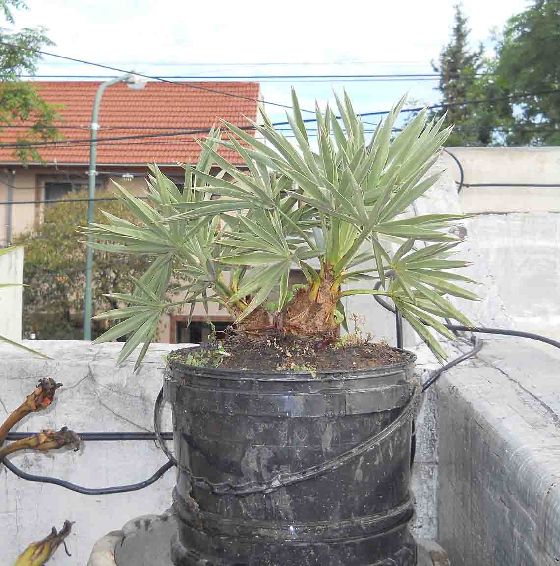 [Foto de planta, jardin, jardineria]