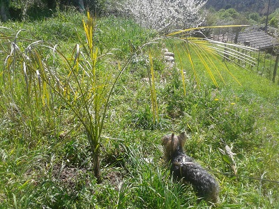 [Foto de planta, jardin, jardineria]