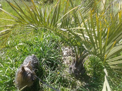 [Foto de planta, jardin, jardineria]