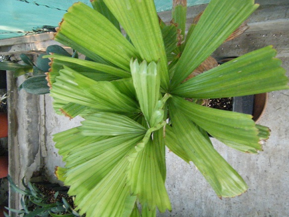 [Foto de planta, jardin, jardineria]