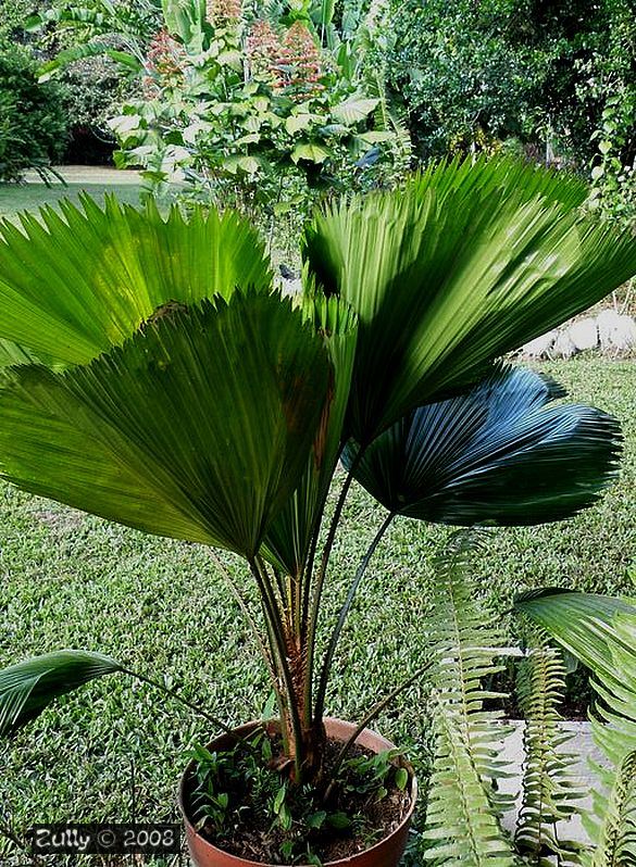 [Foto de planta, jardin, jardineria]