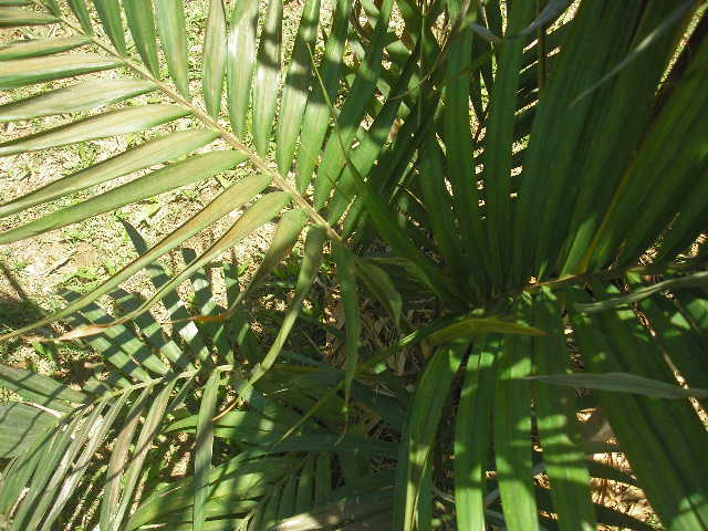 [Foto de planta, jardin, jardineria]