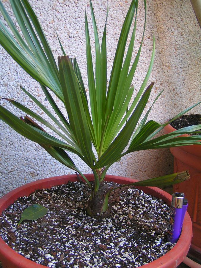 [Foto de planta, jardin, jardineria]