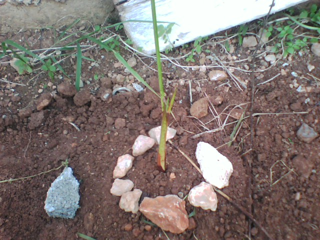 [Foto de planta, jardin, jardineria]