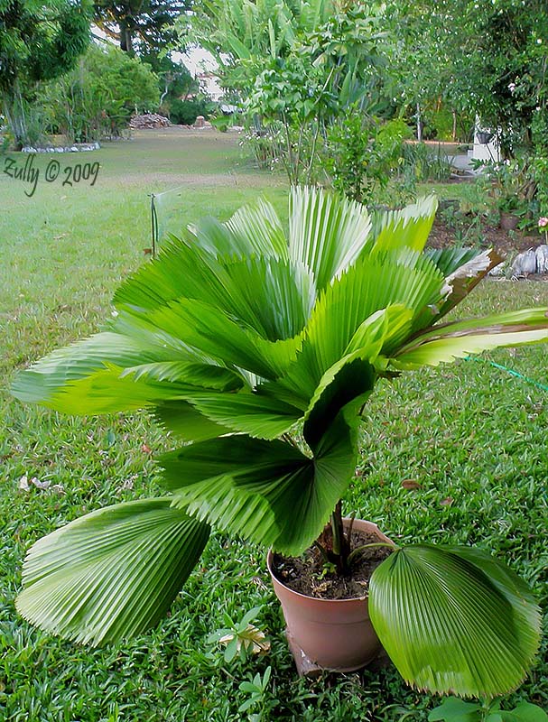 [Foto de planta, jardin, jardineria]