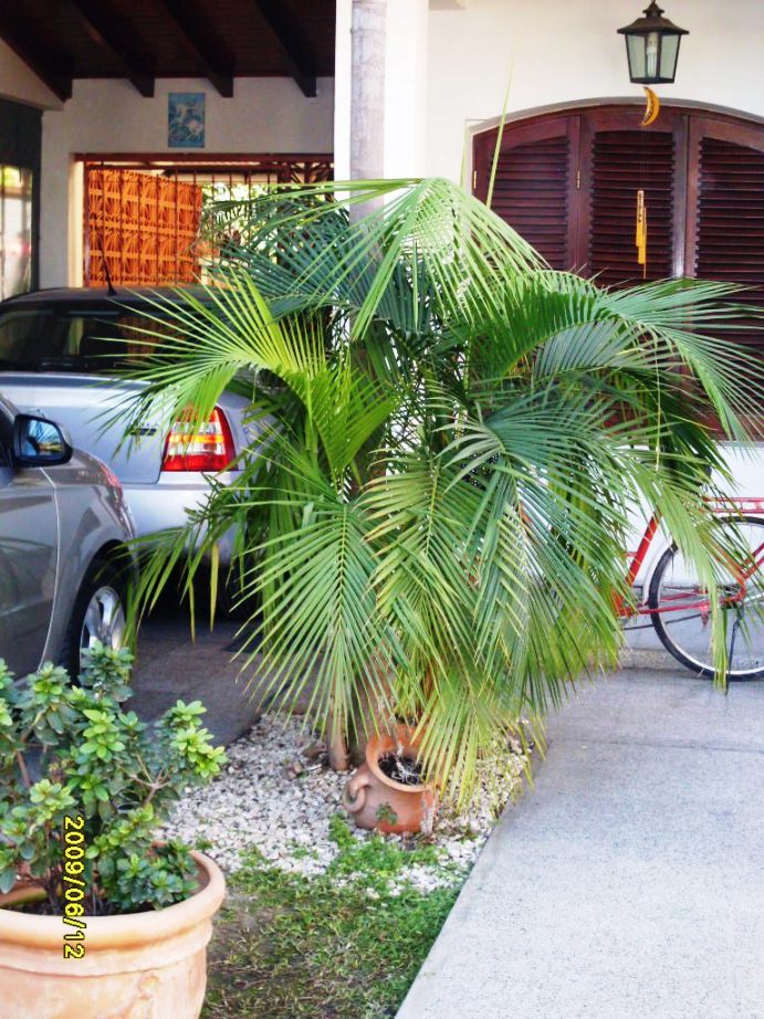 [Foto de planta, jardin, jardineria]