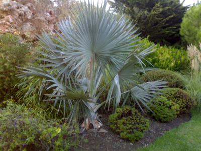 [Foto de planta, jardin, jardineria]