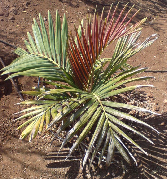 [Foto de planta, jardin, jardineria]