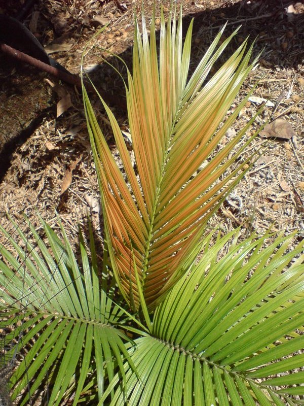 [Foto de planta, jardin, jardineria]