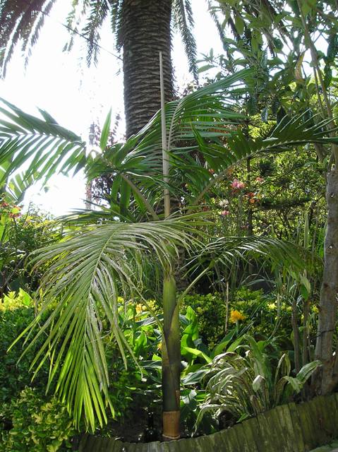 [Foto de planta, jardin, jardineria]