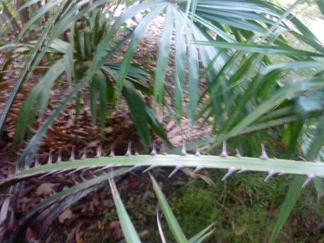 [Foto de planta, jardin, jardineria]