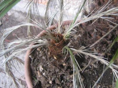 [Foto de planta, jardin, jardineria]