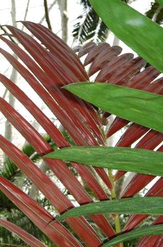 [Foto de planta, jardin, jardineria]