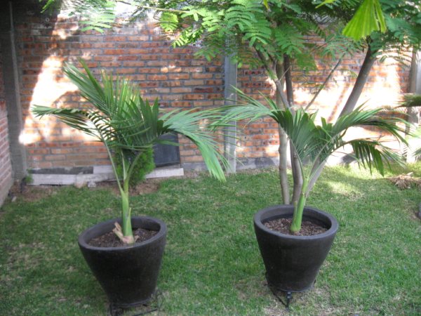 [Foto de planta, jardin, jardineria]