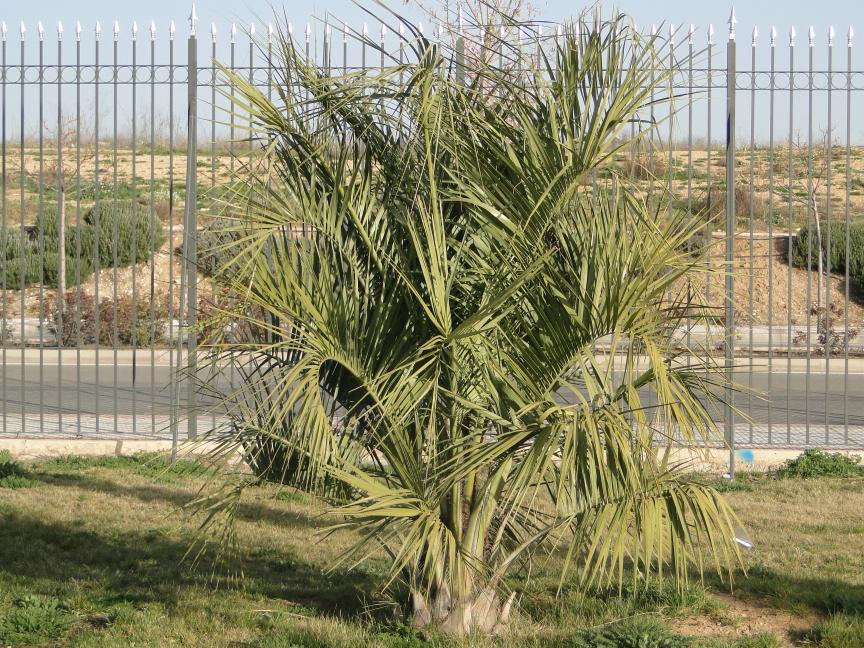 [Foto de planta, jardin, jardineria]