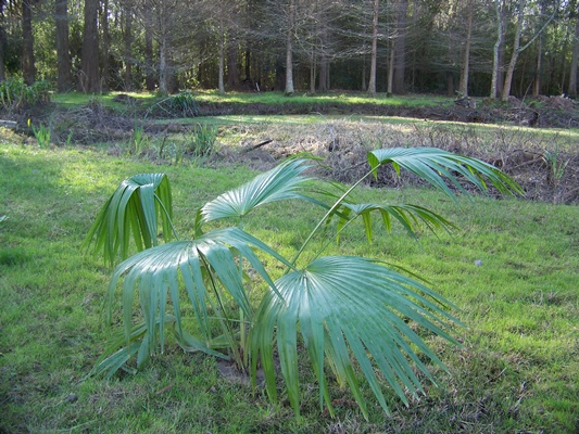 [Foto de planta, jardin, jardineria]