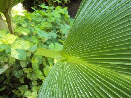 [Foto de planta, jardin, jardineria]