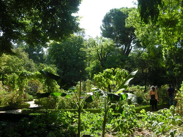 [Foto de planta, jardin, jardineria]