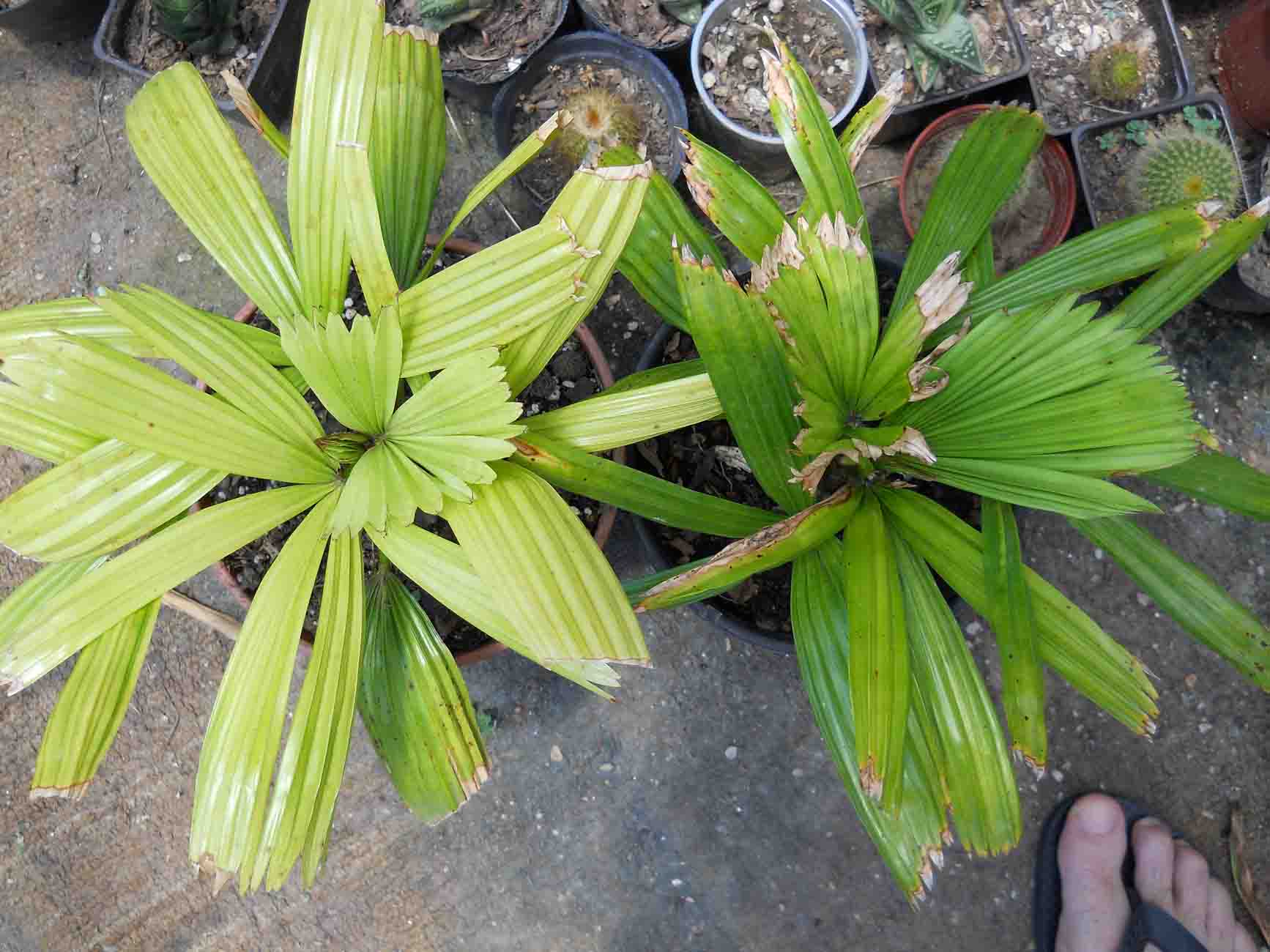 [Foto de planta, jardin, jardineria]