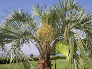 [Foto de planta, jardin, jardineria]