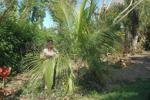 [Foto de planta, jardin, jardineria]